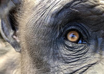 chimpanzee eye